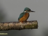 IJSVOGEL