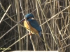IJSVOGEL