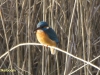 IJSVOGEL