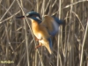 IJSVOGEL