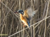 IJSVOGEL