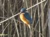 IJSVOGEL