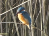 IJSVOGEL