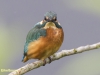 IJSVOGEL
