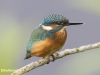IJSVOGEL