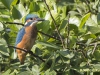 IJSVOGEL