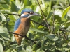 IJSVOGEL