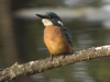 IJSVOGEL