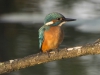 IJSVOGEL