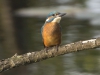 IJSVOGEL