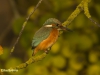 IJSVOGEL