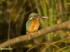 IJSVOGEL