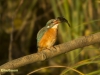 IJSVOGEL