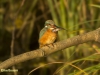 IJSVOGEL