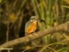 IJSVOGEL