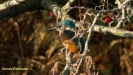 IJSVOGEL 2018