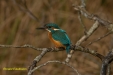 IJSVOGEL 2023
