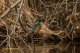 IJSVOGEL 2023