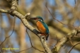 IJSVOGEL 2023