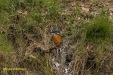 IJSVOGEL 2023