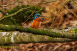 ijsvogel-4913