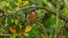 JONGE IJSVOGELS 2019