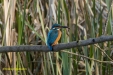 IJSVOGEL 2023