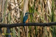 IJSVOGEL 2023