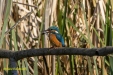 IJSVOGEL 2023