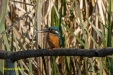 IJSVOGEL 2023