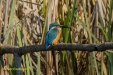IJSVOGEL 2023