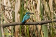 IJSVOGEL 2023