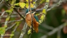 JONGE IJSVOGELS 2019
