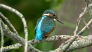 JONGE IJSVOGELS 2019