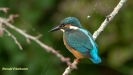 JONGE IJSVOGELS 2019