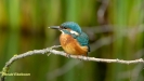 JONGE IJSVOGELS 2019