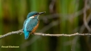 JONGE IJSVOGELS 2019