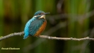 JONGE IJSVOGELS 2019