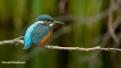 JONGE IJSVOGELS 2019