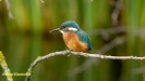 JONGE IJSVOGELS 2019