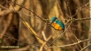 IJSVOGEL 2021