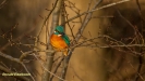IJSVOGEL 2021