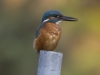 IJSVOGEL