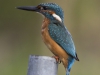 IJSVOGEL