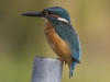 IJSVOGEL