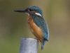 IJSVOGEL