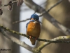 IJSVOGEL