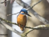 IJSVOGEL