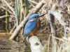 IJSVOGEL