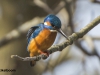 IJSVOGEL